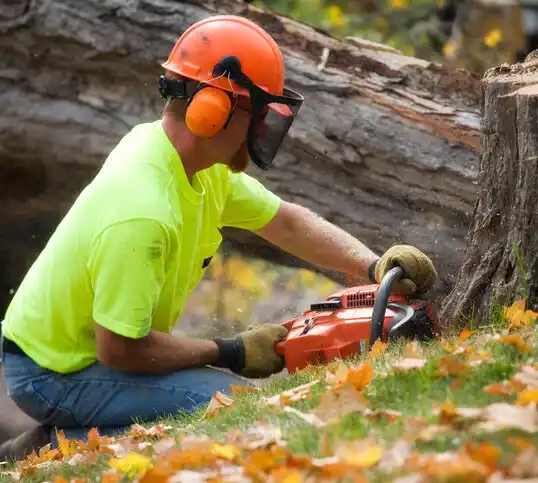 tree services Colmar Manor